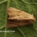 light arches (Apamea lithoxylaea) Kenneth Noble